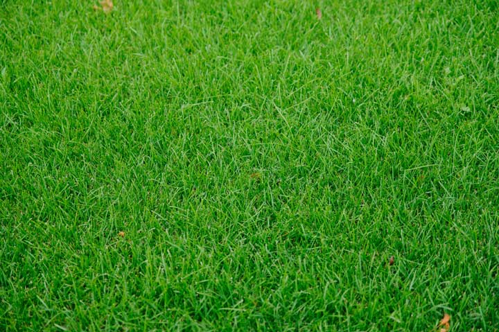 Стоимость устройства газона